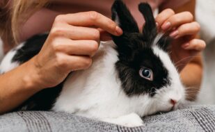 woman-petting-adorable-rabbit (1)