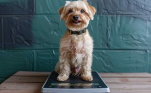 adorable-small-dog-scale-happy-canine-sitting-digital-weight-scale-cute-pet-measuring (1)