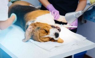 beautiful-thoroughbred-dog-is-given-dental-cleaning-dental-procedures-modern-veterinary-clinic (1)