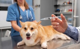 veterinarian-taking-care-pet-dog (1)