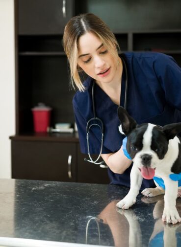 attractive-caucasian-woman-working-with-boston-terrier-vet-s-office-female-veterinarian-checking-health-symptoms-sick-dog-animal-clinic (1)