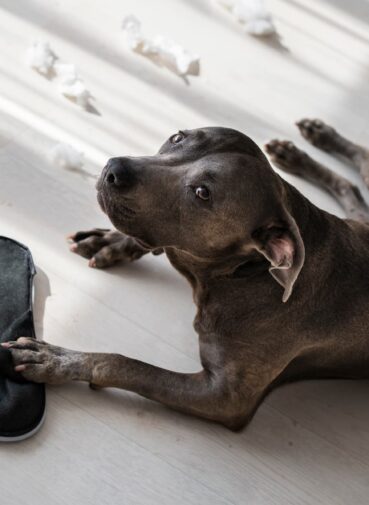 high-angle-dog-playing-with-shoe-indoors (1)