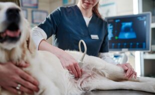 veterinarian-doing-ultrasound-clinic (1)