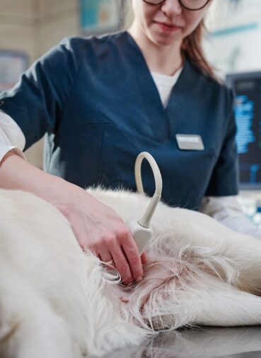veterinarian-doing-ultrasound-clinic (1)