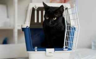 close-up-cat-veterinary-clinic (1)