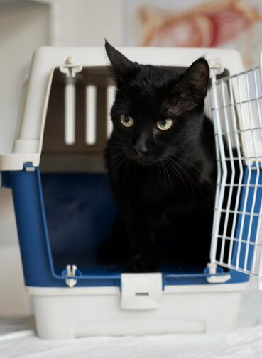 close-up-cat-veterinary-clinic (1) close-up-cat-veterinary-clinic (1)