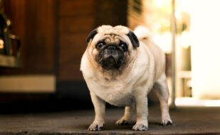 portrait-dog (1) (1)