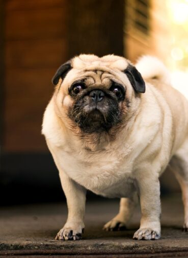 portrait-dog (1) (1) portrait-dog (1) (1)