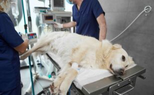 unconscious-dog-lying-operating-table-hospital(1) unconscious-dog-lying-operating-table-hospital(1)