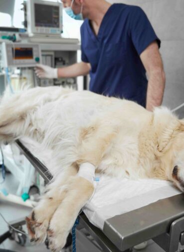 unconscious-dog-lying-operating-table-hospital(1) unconscious-dog-lying-operating-table-hospital(1)