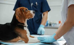 animal-that-is-lying-down-table-two-veterinarians-are-working-with-beagle-dog-clinic(1) animal-that-is-lying-down-table-two-veterinarians-are-working-with-beagle-dog-clinic(1)