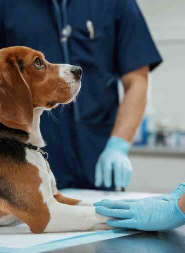 animal-that-is-lying-down-table-two-veterinarians-are-working-with-beagle-dog-clinic(1)