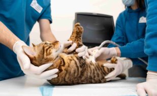 close-up-doctor-checking-cat-s-belly(1) close-up-doctor-checking-cat-s-belly(1)