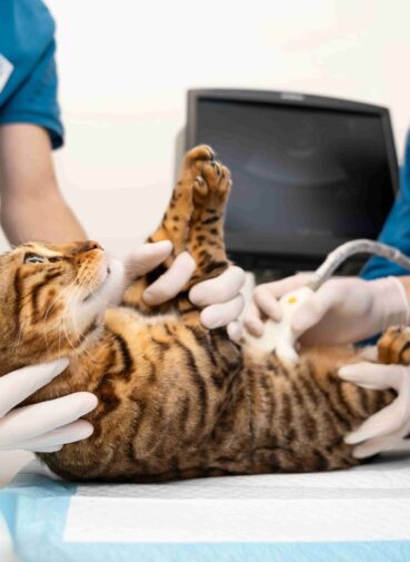 close-up-doctor-checking-cat-s-belly(1)