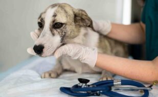 close-up-veterinarian-taking-care-dog(2)(1) close-up-veterinarian-taking-care-dog(2)(1)