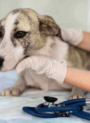 close-up-veterinarian-taking-care-dog(2)(1)