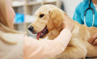hands-vet-dog-clinic-with-child-consulting-stroke-health-development-growth-with-wellness-people-doctor-golden-retriever-pet-with-help-check-exam-animal-hospital(1) hands-vet-dog-clinic-with-child-consulting-stroke-health-development-growth-with-wellness-people-doctor-golden-retriever-pet-with-help-check-exam-animal-hospital(1)