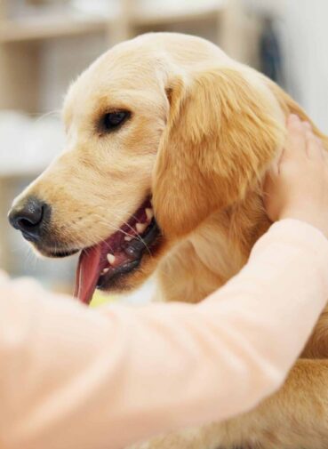 hands-vet-dog-clinic-with-child-consulting-stroke-health-development-growth-with-wellness-people-doctor-golden-retriever-pet-with-help-check-exam-animal-hospital(1) hands-vet-dog-clinic-with-child-consulting-stroke-health-development-growth-with-wellness-people-doctor-golden-retriever-pet-with-help-check-exam-animal-hospital(1)