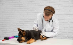 process-making-injection-alsatian-vet-clinic(1)