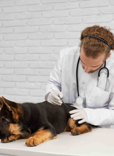 process-making-injection-alsatian-vet-clinic(1)
