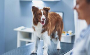 brown-border-collie-dog-visit-vet-high-quality-photo (1) brown-border-collie-dog-visit-vet-high-quality-photo (1)