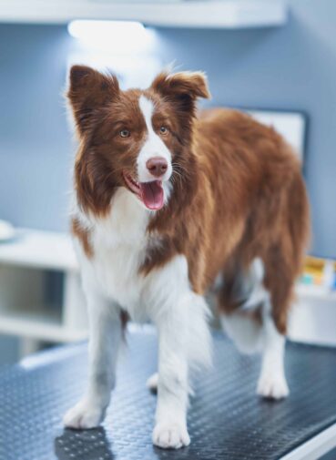 brown-border-collie-dog-visit-vet-high-quality-photo (1) brown-border-collie-dog-visit-vet-high-quality-photo (1)