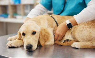 person-veterinarian-hands-with-dog-heart-beat-healthcare-examination-pet-clinic-veterinary-listening-with-stethoscope-labrador-animal-medical-exam-test-visit-vet(1) person-veterinarian-hands-with-dog-heart-beat-healthcare-examination-pet-clinic-veterinary-listening-with-stethoscope-labrador-animal-medical-exam-test-visit-vet(1)