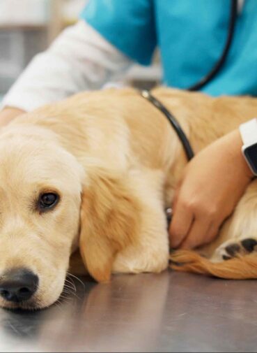 person-veterinarian-hands-with-dog-heart-beat-healthcare-examination-pet-clinic-veterinary-listening-with-stethoscope-labrador-animal-medical-exam-test-visit-vet(1) person-veterinarian-hands-with-dog-heart-beat-healthcare-examination-pet-clinic-veterinary-listening-with-stethoscope-labrador-animal-medical-exam-test-visit-vet(1)