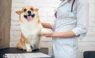 vet-clinic-veterenary-doctor-examining-dog-clinic (1) vet-clinic-veterenary-doctor-examining-dog-clinic (1)