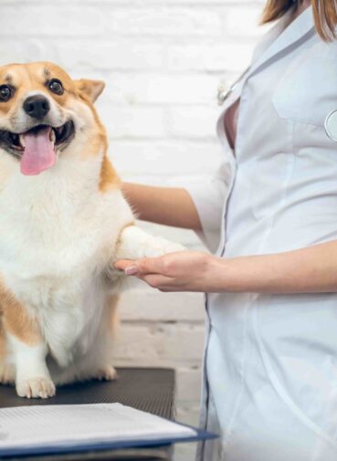 vet-clinic-veterenary-doctor-examining-dog-clinic (1) vet-clinic-veterenary-doctor-examining-dog-clinic (1)