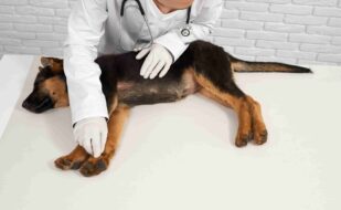 vet-latex-gloves-examining-dog-paw (1) vet-latex-gloves-examining-dog-paw (1)