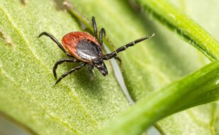 brown-black-spider-green-leaf (1)