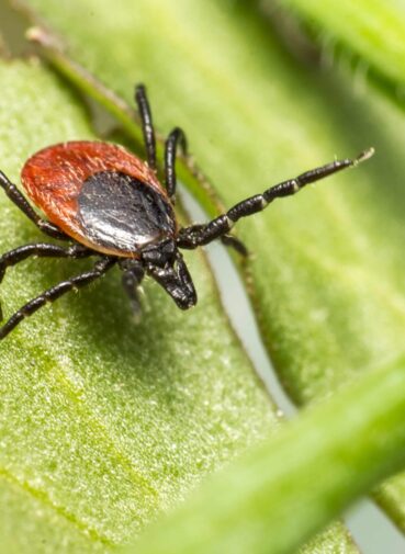 brown-black-spider-green-leaf (1)
