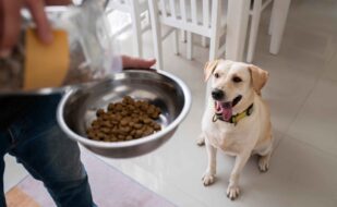 owner-serving-food-bowl-their-pet-dog (1)