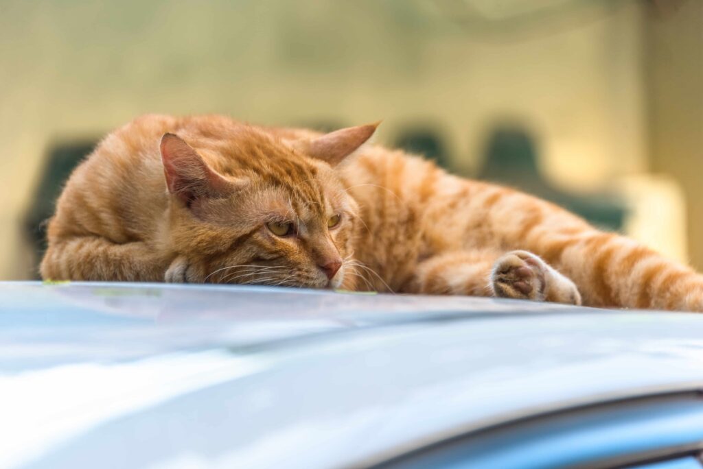 Pas i mačka tijekom ljetnih vrućina pokazuju znakove toplinskog udara poput dahtanja, slabosti i povišene tjelesne temperature; hitno hlađenje i veterinarska pomoć su ključni.