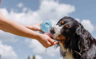 dog-drinks-water-from-plastic-bottle-pet-owner-takes-care-his-dog-hot-sunny-day-animal-care-concept (1) dog-drinks-water-from-plastic-bottle-pet-owner-takes-care-his-dog-hot-sunny-day-animal-care-concept (1)