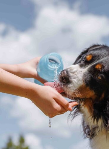 dog-drinks-water-from-plastic-bottle-pet-owner-takes-care-his-dog-hot-sunny-day-animal-care-concept (1) dog-drinks-water-from-plastic-bottle-pet-owner-takes-care-his-dog-hot-sunny-day-animal-care-concept (1)