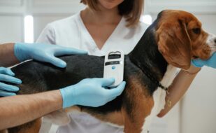 searching-tag-by-using-special-equipment-two-veterinarians-are-working-with-beagle-dog-clinic (1) searching-tag-by-using-special-equipment-two-veterinarians-are-working-with-beagle-dog-clinic (1)