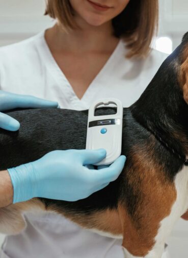 searching-tag-by-using-special-equipment-two-veterinarians-are-working-with-beagle-dog-clinic (1)
