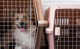 cute-smiley-dog-kennel (1) cute-smiley-dog-kennel (1)