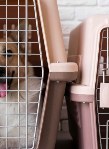 cute-smiley-dog-kennel (1) cute-smiley-dog-kennel (1)