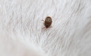 big-ticks-dog (1) big-ticks-dog (1)