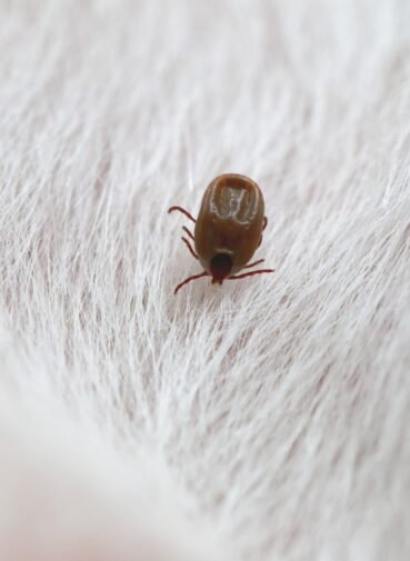 big-ticks-dog (1) big-ticks-dog (1)